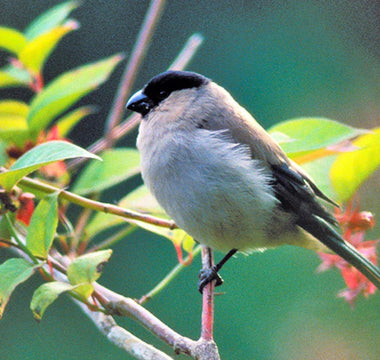 LWL | A Vicious Cycle: Genetic Diversity Loss and Spiraling Endangerment of Bird Populations