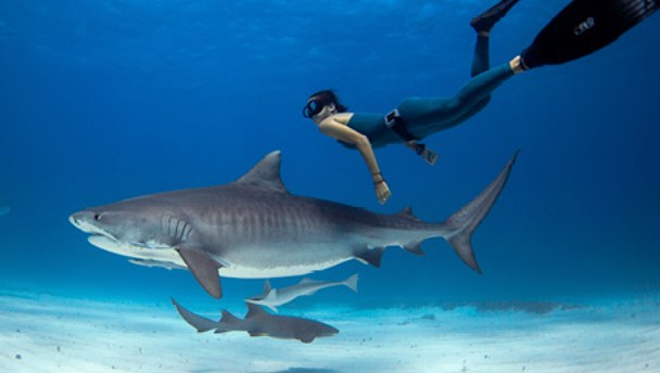 LWL | Saving Sharks: Our Impact on Marine Life