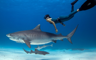 LWL | Saving Sharks: Our Impact on Marine Life