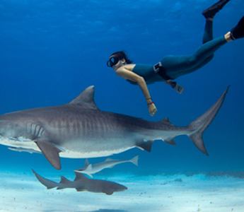 LWL | Saving Sharks: Our Impact on Marine Life