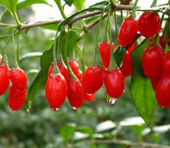 Pattern recognition in tracing the origins of wolfberries